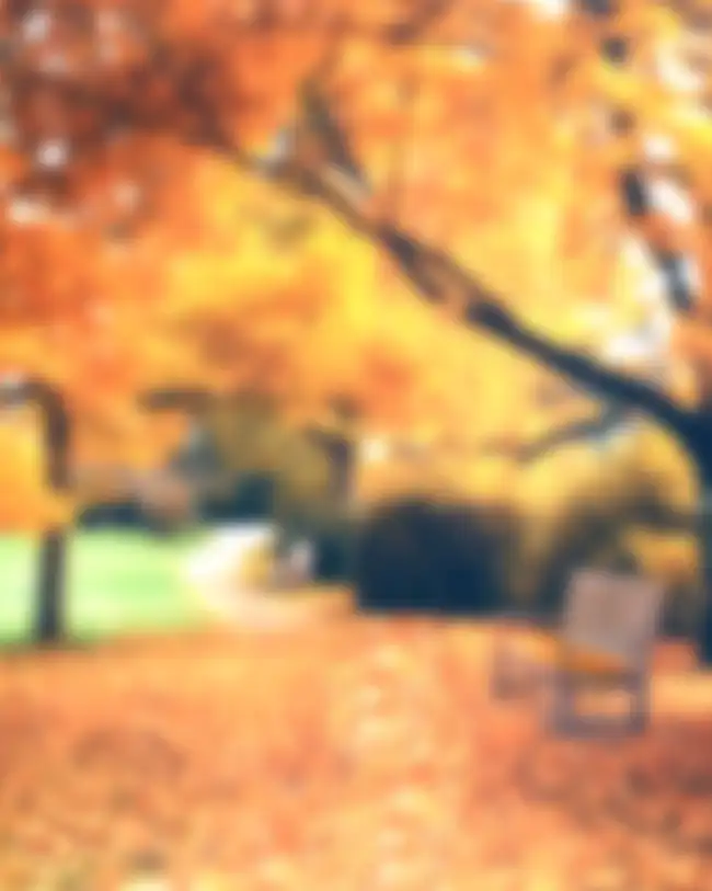 Autums Tree Blur CB Background HD Download  Free Images