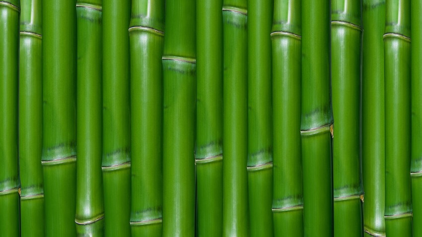 Bamboo Green Background High Resolution Download