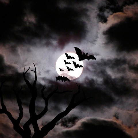 Bat Halloween Wallpaper Background HD