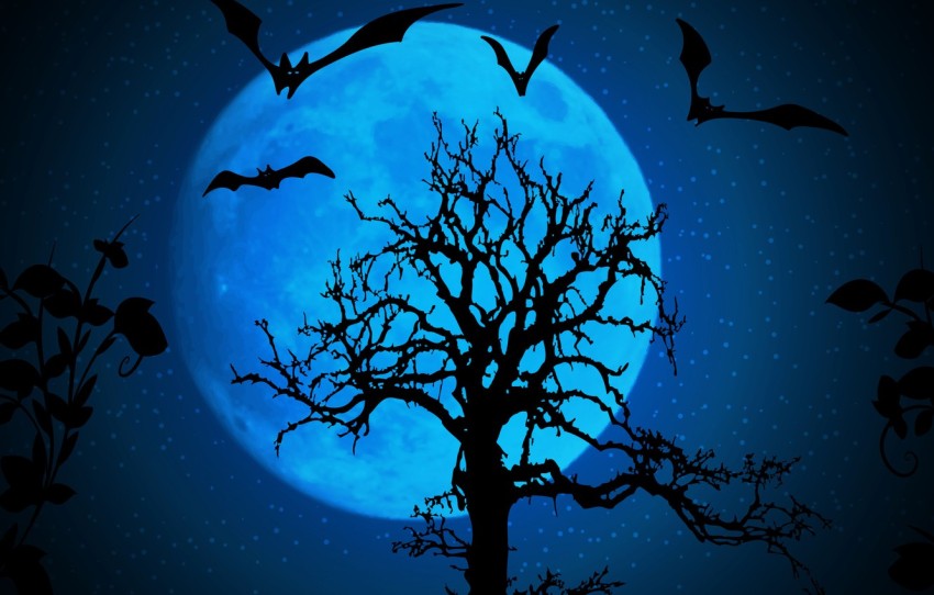 Bat Halloween Wallpaper Background HD