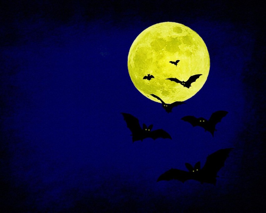 Bat Halloween Wallpaper Background HD