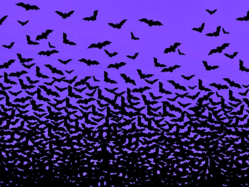 Bat Halloween Wallpaper Background HD