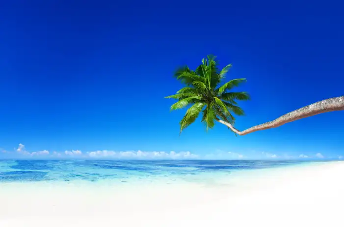 Beach Blue Sky Coconut Tree Background Free Wallpaper Download