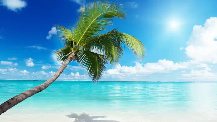 Beach Blue Sky Coconut Tree Background Free Wallpaper Download