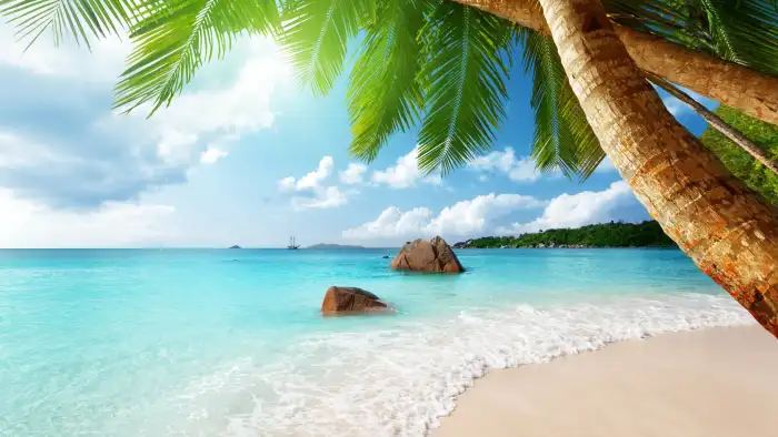 Beach Coconut Tree Background Free Wallpaper Download