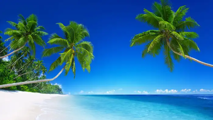 Beach Coconut Tree Background Free Wallpaper Download