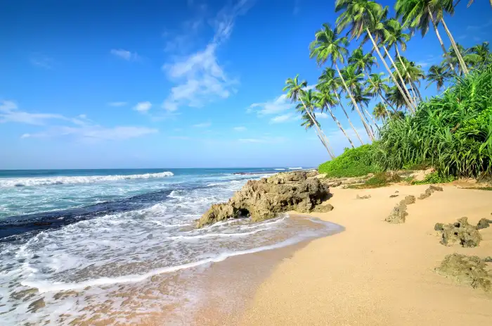 Beach Coconut Tree Blue Sky Background Free Wallpaper Download