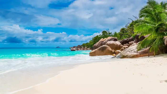 Beach Coconut Tree Blue Sky Background Free Wallpaper Download