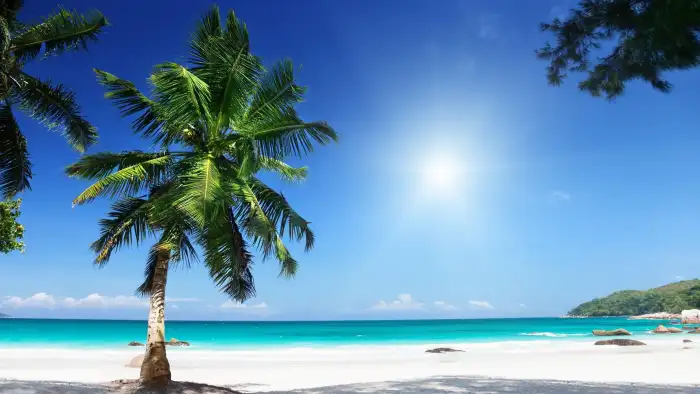 Beach Coconut Tree Blue Sky Background Free Wallpaper Download