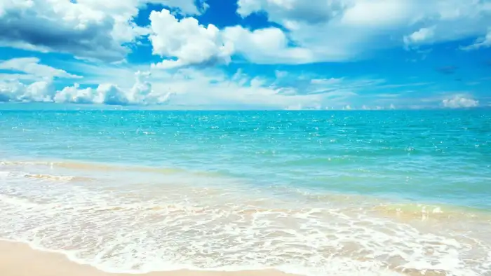 Beach Ocean Blue Sky  Plam Coconut Tree Background