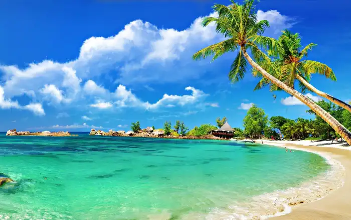 Beach Ocean Nature  Plam Coconut Tree Background