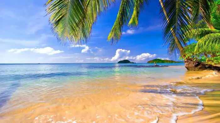 Beach Ocean Nature  Plam Coconut Tree Background