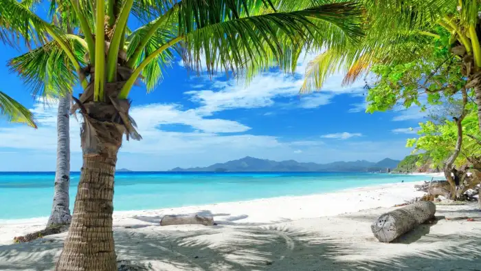 Beach Ocean Sand Plam Coconut Tree Background