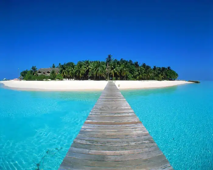 Beach Ocean Sand Plam Coconut Tree Background