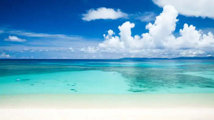 Beach Ocean Sand Plam Coconut Tree Background