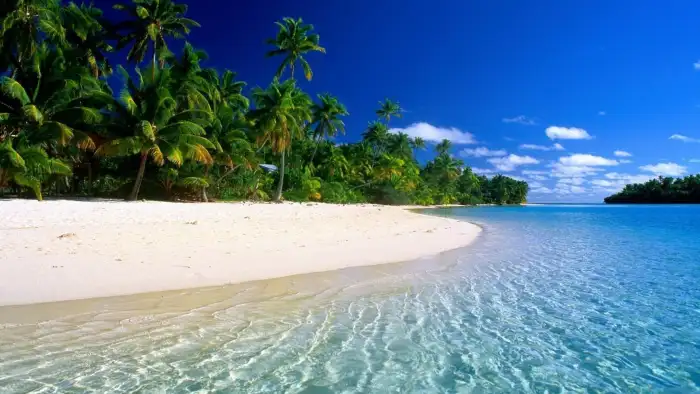 Beach Ocean Sand Plam Coconut Tree Background