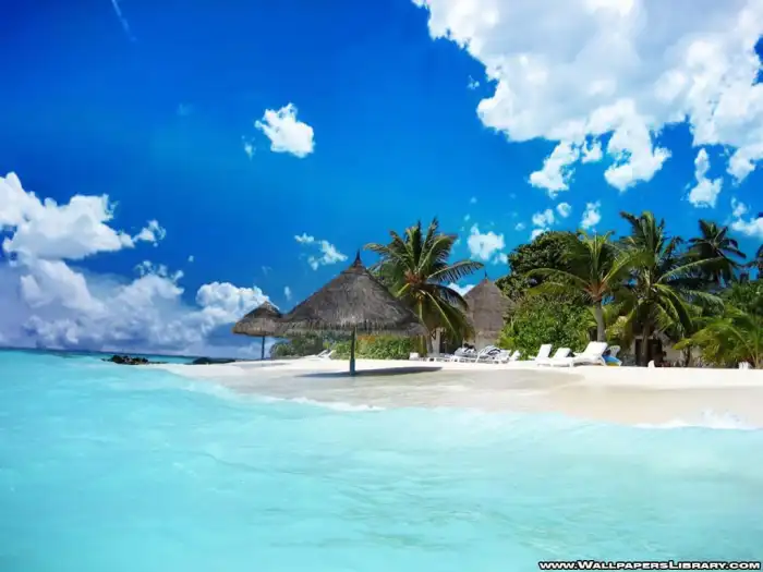 Beach Ocean Sand Plam Coconut Tree Background