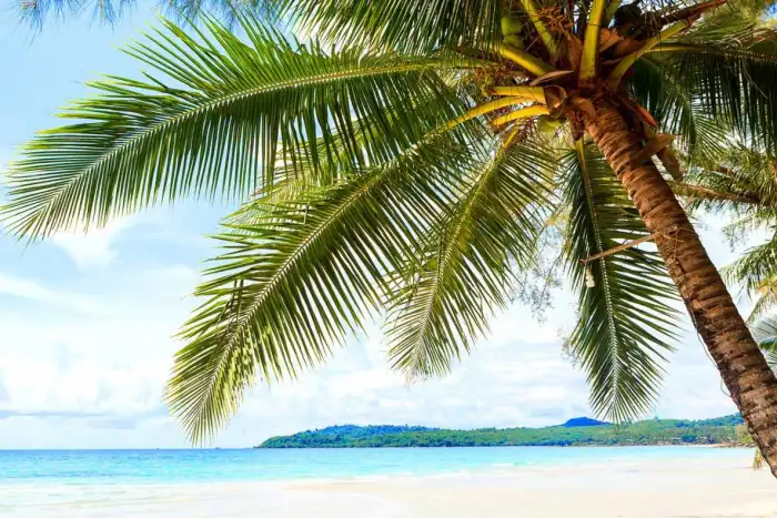 Beach Ocean Sand Plam Coconut Tree Background