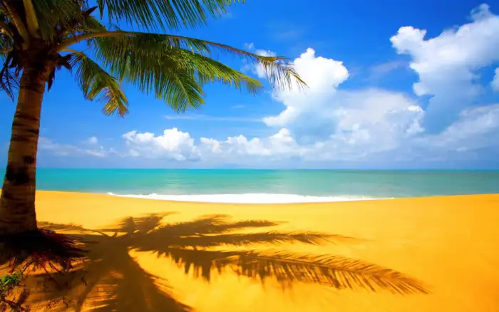 Beach Ocean Sand Plam Coconut Tree Background HD