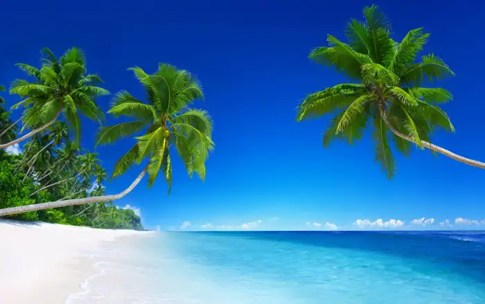 Beach Ocean Sand Plam Coconut Tree Background HD