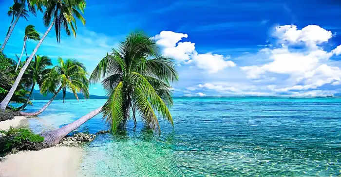 Beach Ocean Sand Plam Coconut Tree Background HD