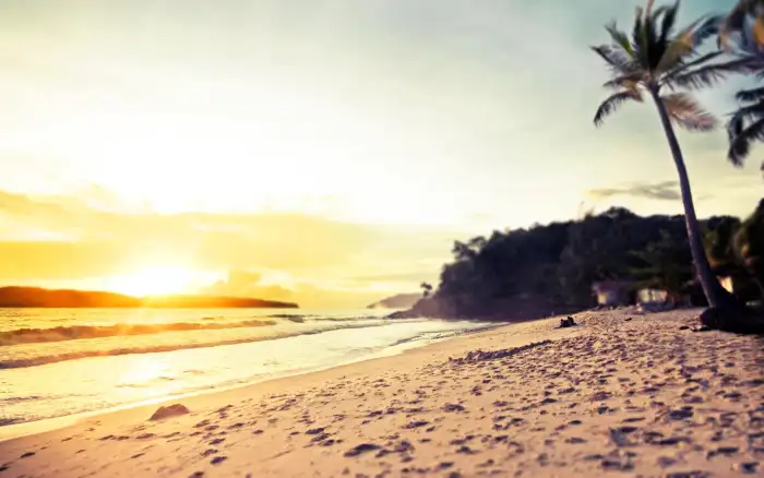 Beach Ocean Sand Plam Coconut Tree Background