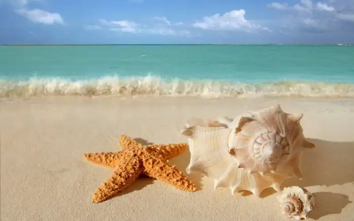 Beach Ocean Sand Plam Coconut Tree Background