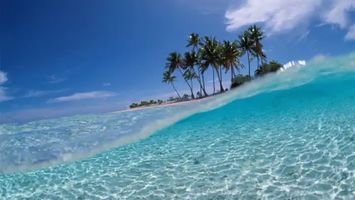 Beach Ocean Sand Plam Coconut Tree Background