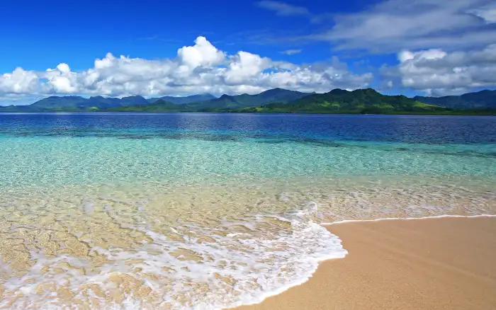 Beach Ocean Sand Plam Coconut Tree Background