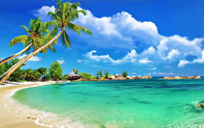 Beach Ocean Sand Plam Coconut Tree Background