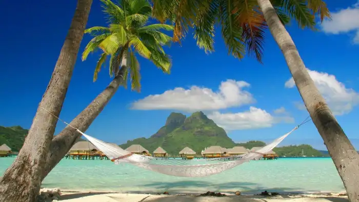 Beach Ocean Swings Sand  Coconut Tree Background