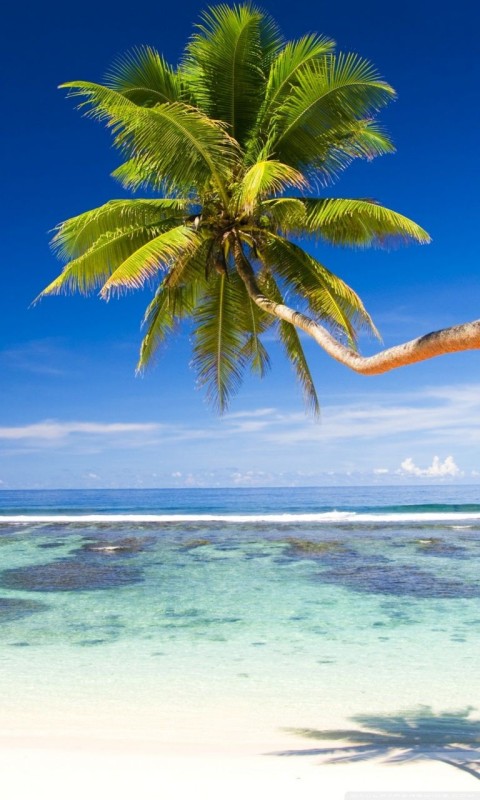 Beach Palm Tree Background HD Images Donwload