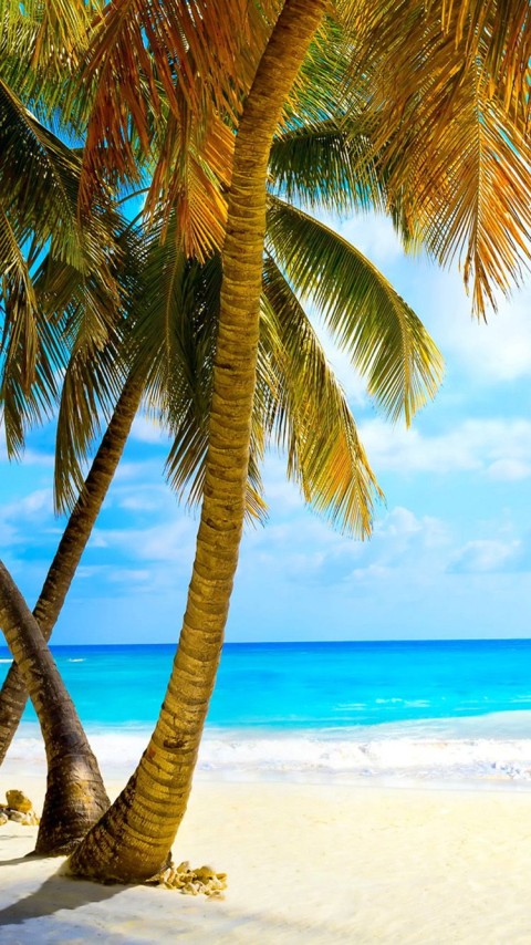 Beach Palm Tree Background HD Images Donwload