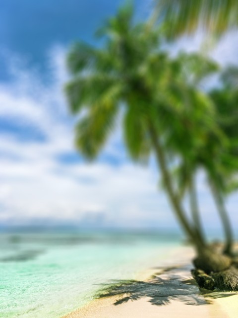 Beach Palm Tree CB Picsart Editing Background HD Download