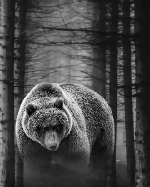 Bears In Forest Picsart Editing Background Full HD Download