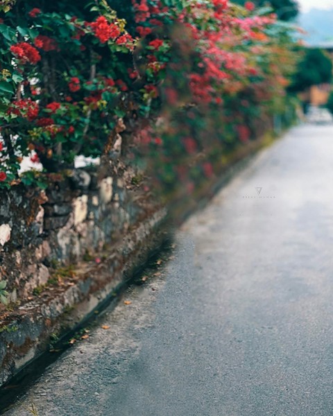 Beautiful Flower Tree Road Path Side CB Background