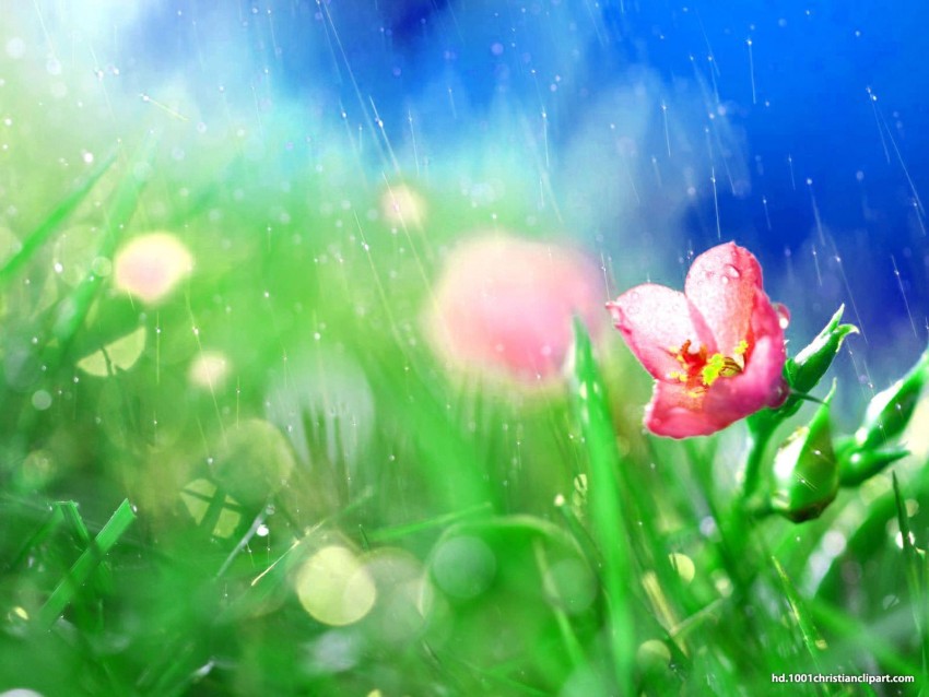 Beautiful Rain HD Background Download Pic