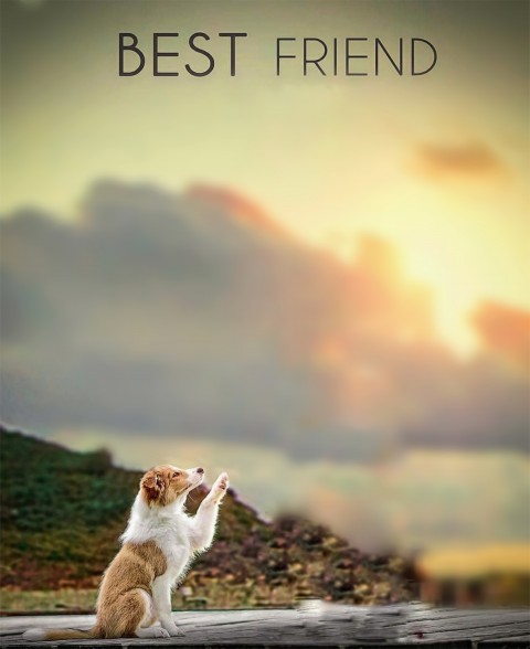 Best Friend Dog Puppy CB Background Free