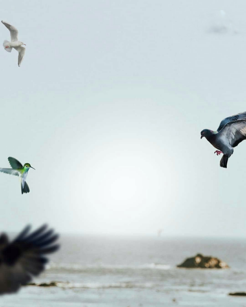 Bird Flying Beach CB Background Download