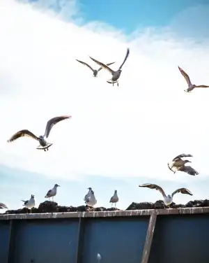 Bird Flying In Sky CB Editing Background Download