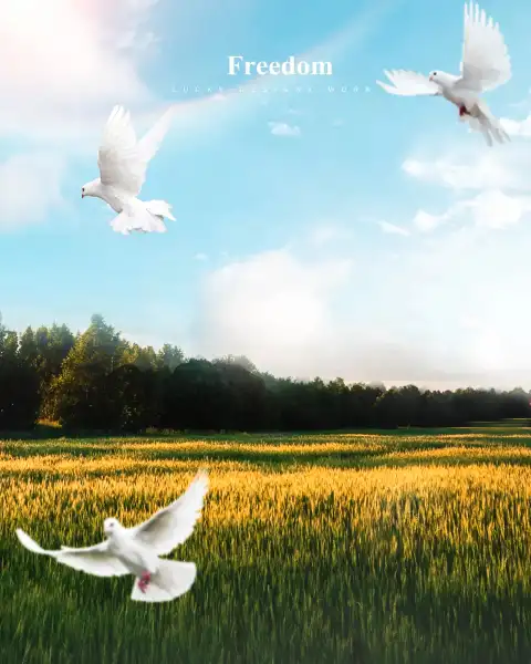 Bird Freedom Picsart Editing Background Full HD Download