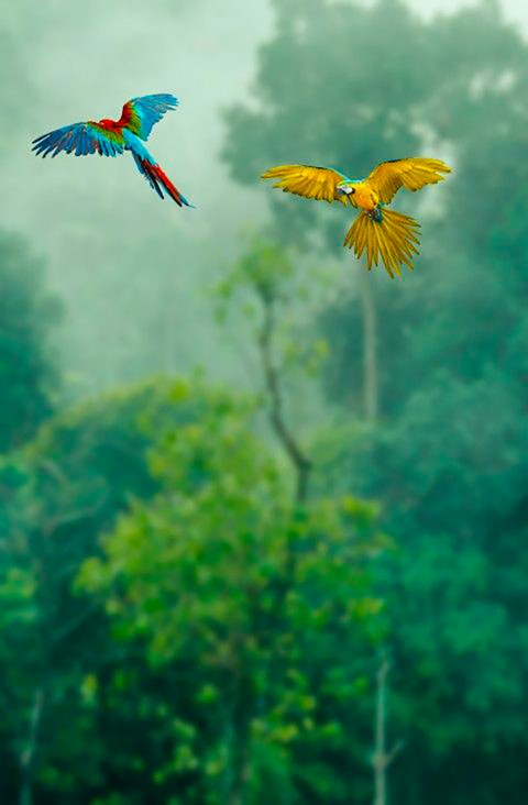 Bird Flying Green Tree Forest CB Background