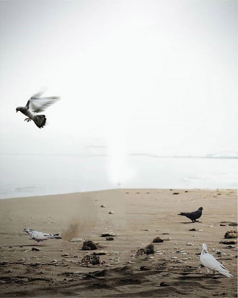 Birds Snapseed Background Full Hd