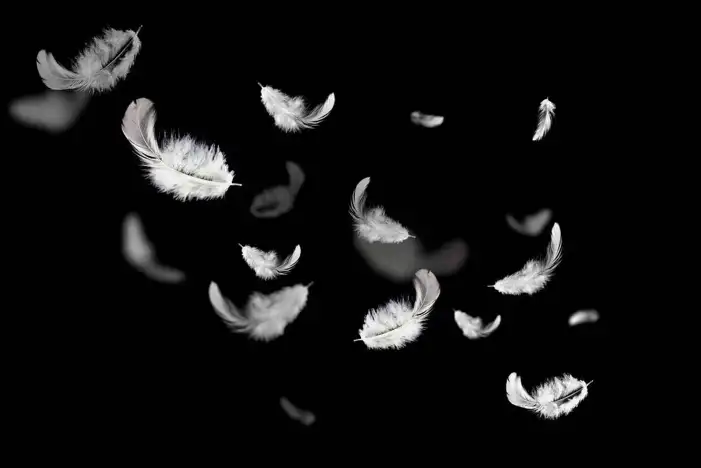 Black And White Feather Background HD Images