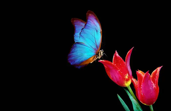 Black Dark Butterfly Flowers Background HD Images