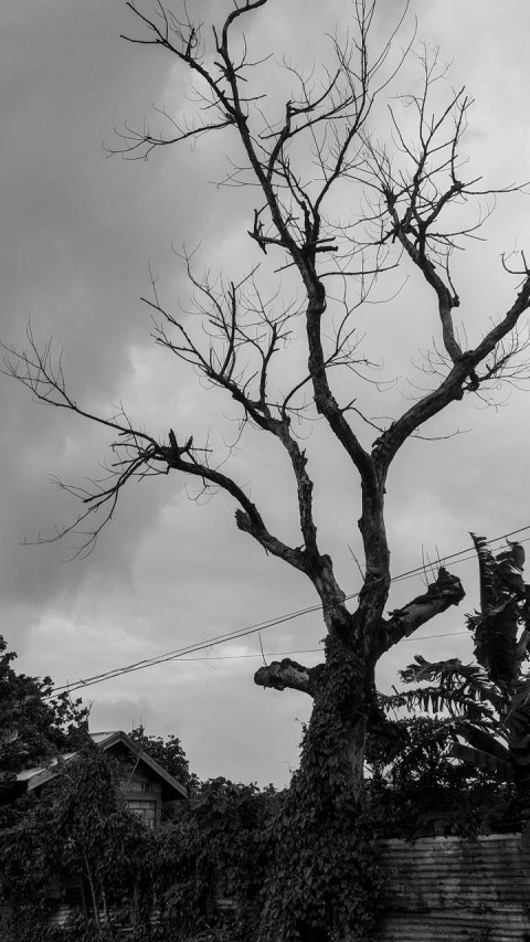 Black Dark Dead Tree Background HD Download