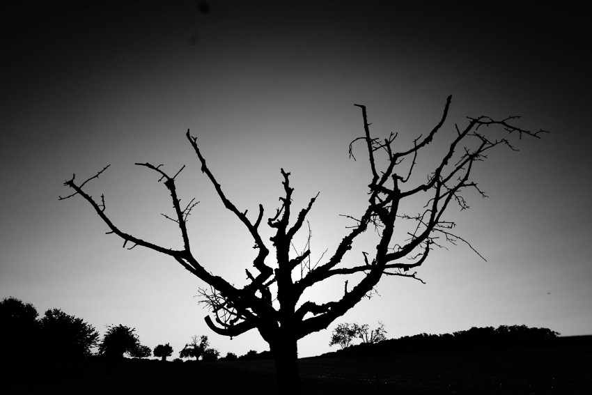 Black Dark Dead Tree Background HD Download