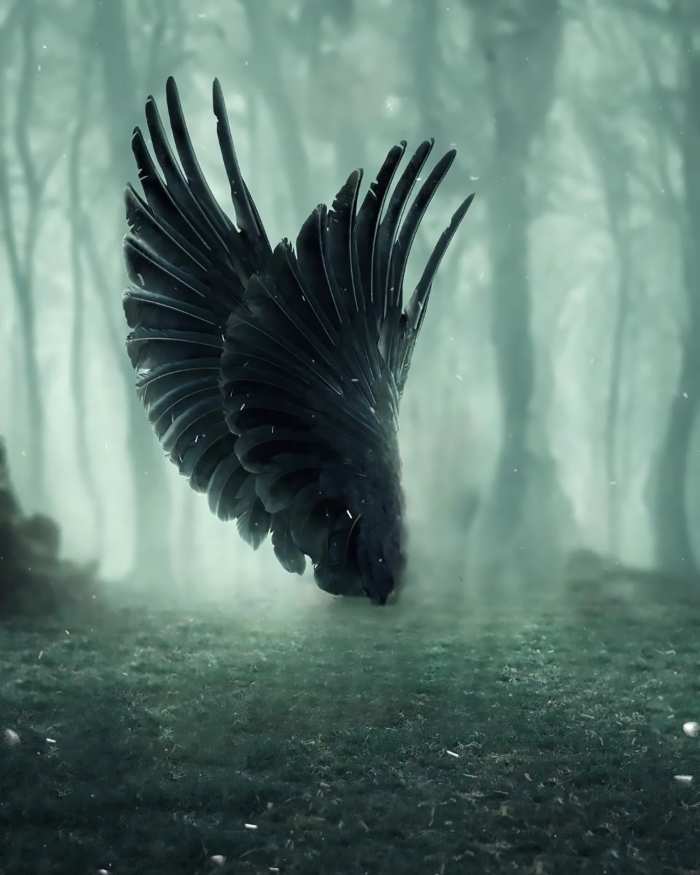 Black Devil Wings Photo Editing Background Free