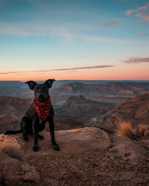 Black Dog Sitting On Mountain CB Edits Background