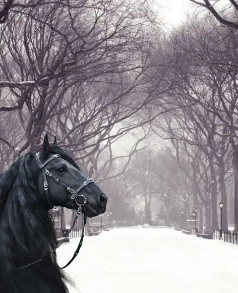 Black Horse CB Editing Background Full HD Download